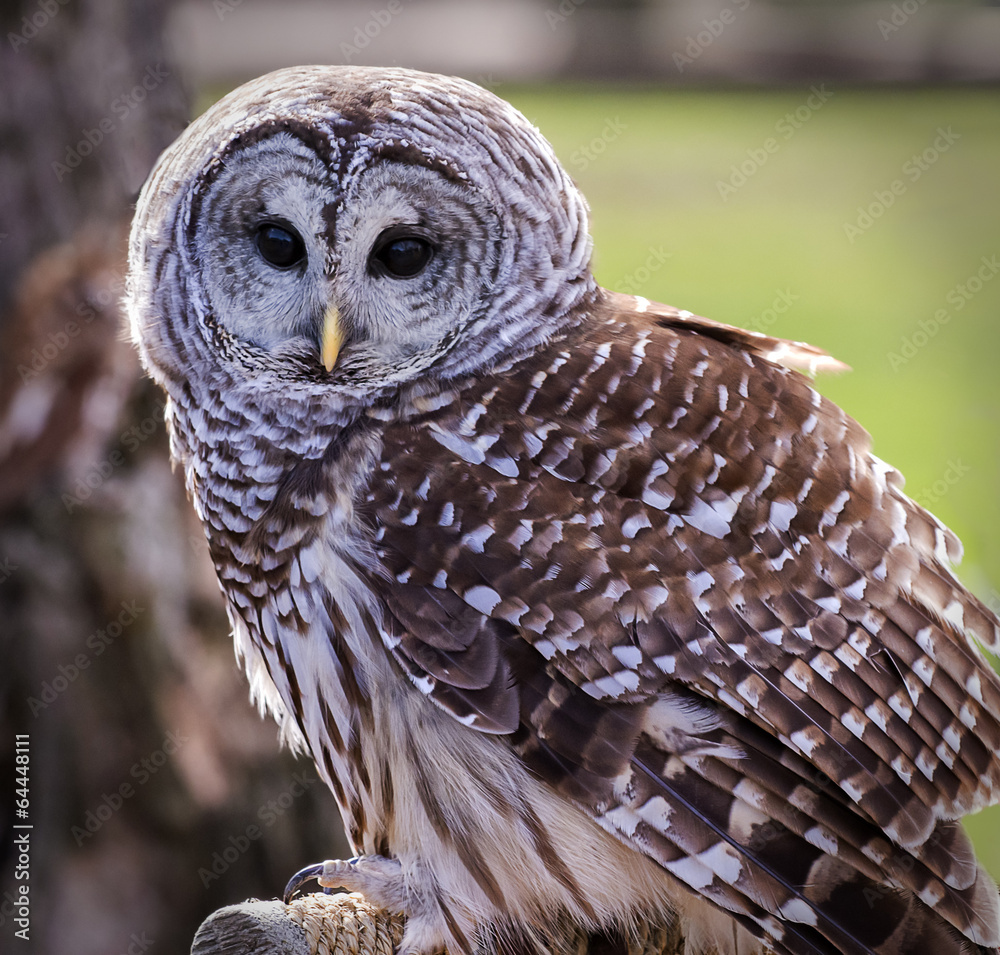 Fototapeta premium Barred Owl