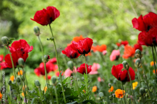 Poppies in the field © BGStock72