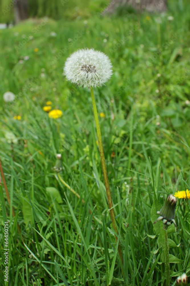 Overblown dandelion on a green lawn.