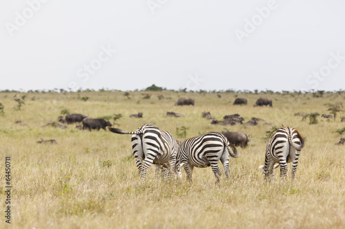 Zebras and Buffalos in Kenya