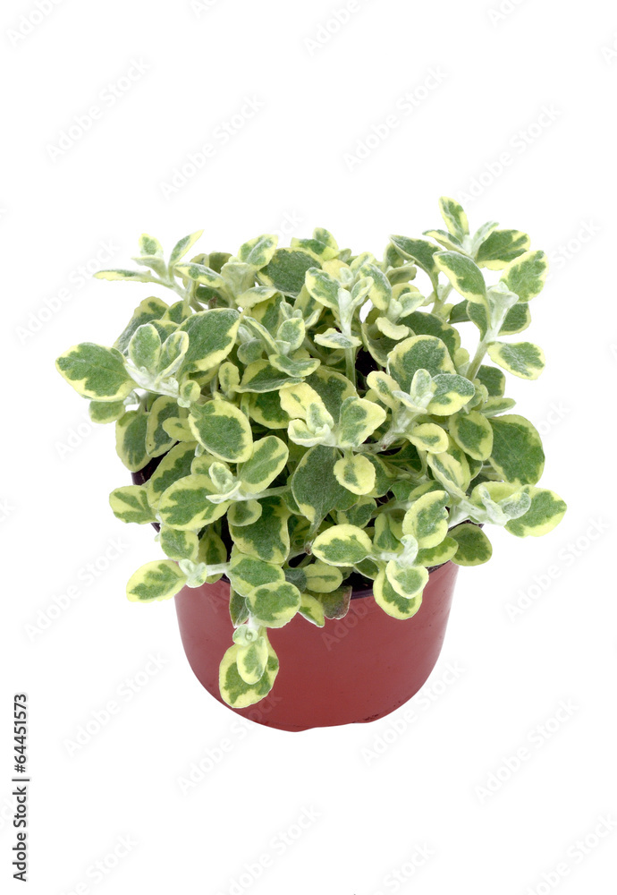 helichrysum panaché helichrysum panaché