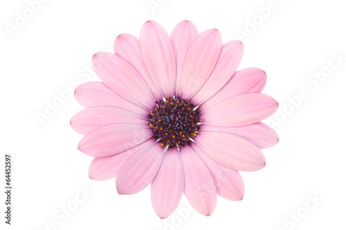 Pink osteospermum © Richard Griffin