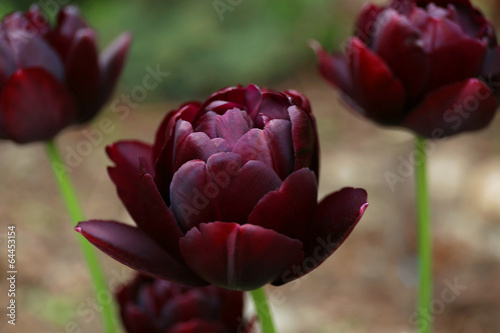 Wallpaper Mural Beautiful tulip, outdoors Torontodigital.ca