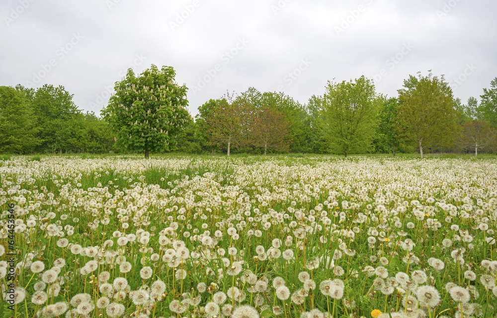 Blossoming chestnut in a meadow Blossoming chestnut in a meadow