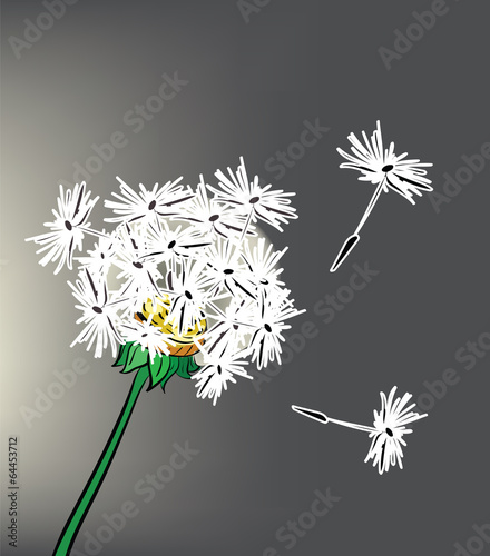 Illustration of beautiful dandelion on gray background
