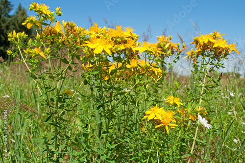 Canvastavla Johanniskraut - Hypericum perforatum