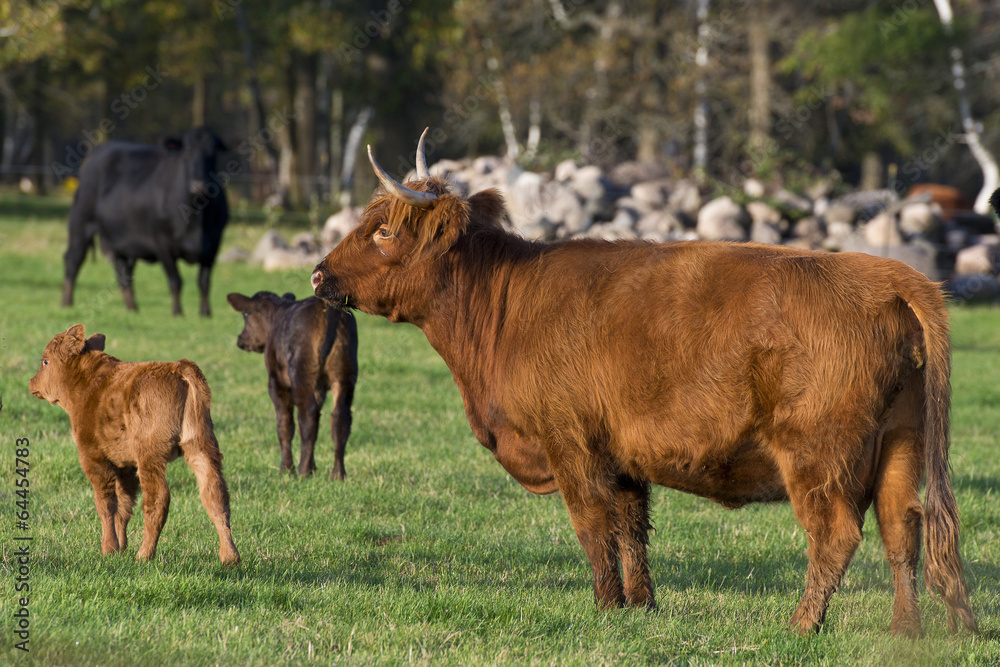 Fototapeta premium Cow and Calf