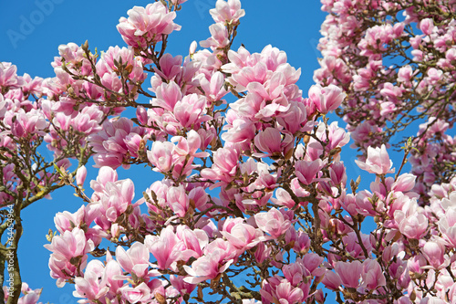 Magnolien - Magnolia