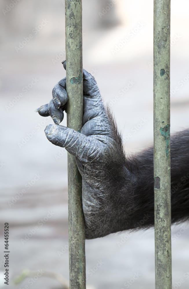 Häftling... StockFoto Adobe Stock