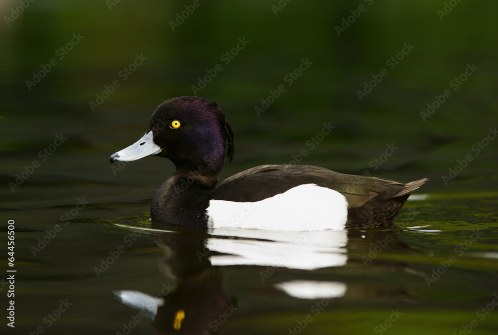 Obraz premium Tufted Duck, Aythya fuligula