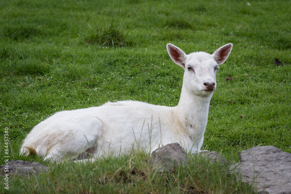 Obraz premium white deer