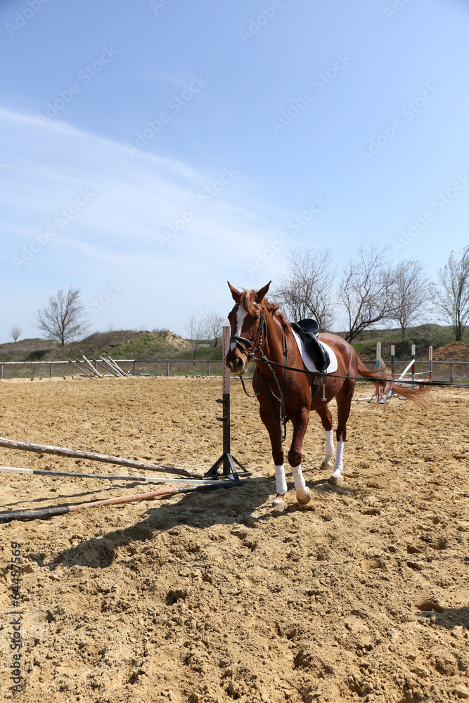 Purebred horse in paddock on nature background Purebred horse in paddock on nature background
