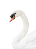 Portrait of a male white swan - isolated