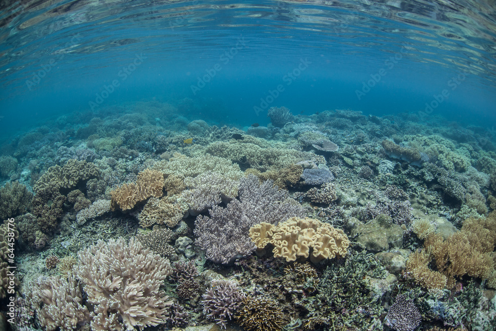 Diverse Coral Reef 3 Diverse Coral Reef 3