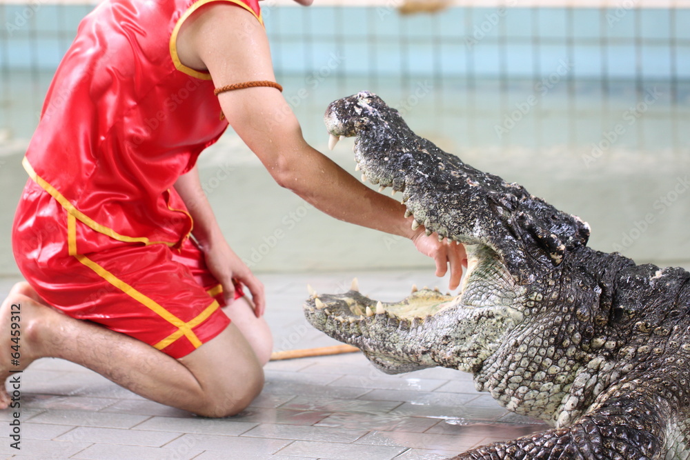 Fototapeta premium Show to catch crocodiles.