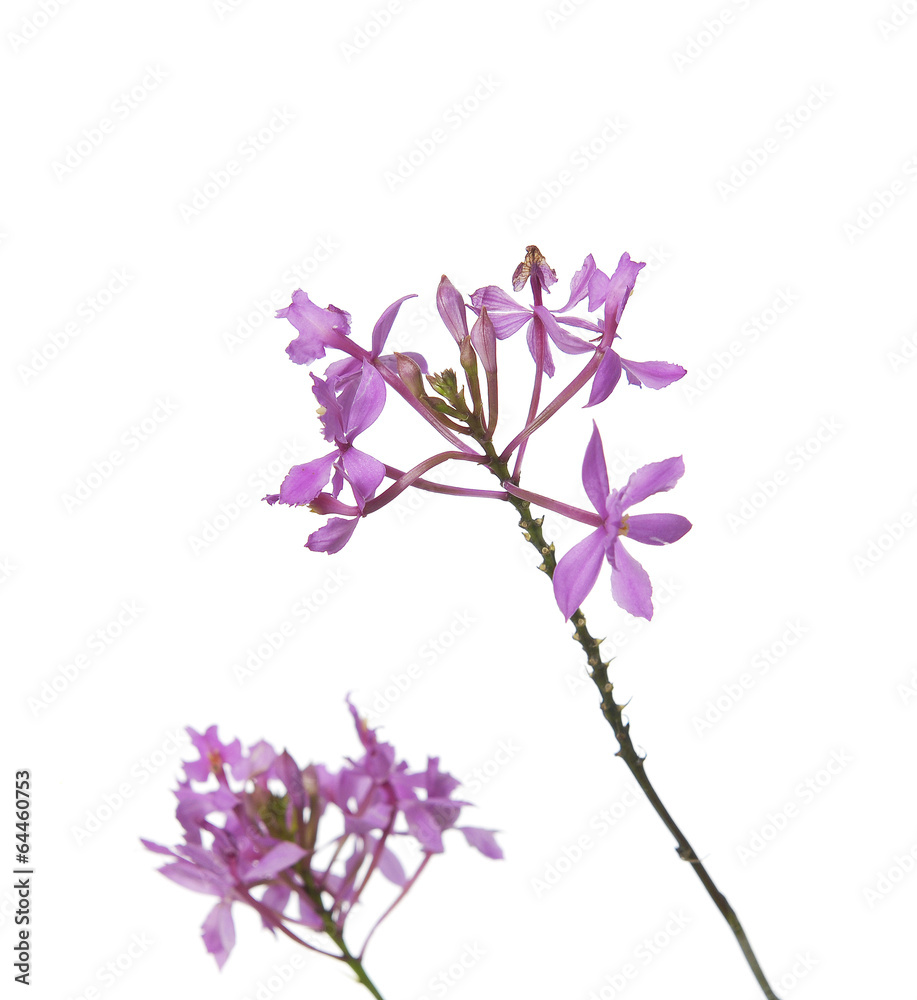 Obraz premium violet orchid branch isolated
