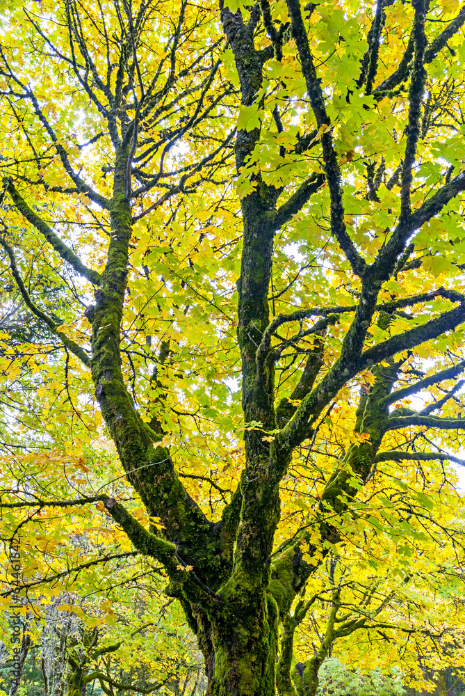 Autumn forest and old tree