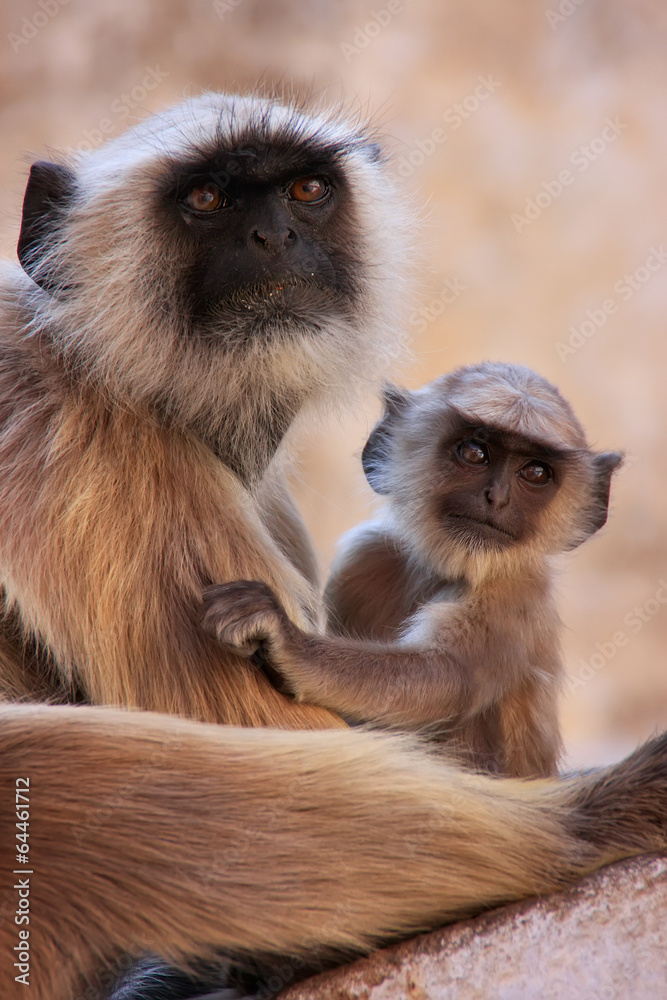 Obraz premium Gray langur with a baby sitting at the temple, Pushkar, India