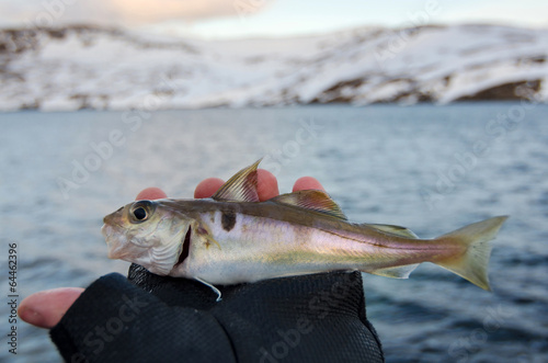 Billede på lærred Small haddock in angler hand
