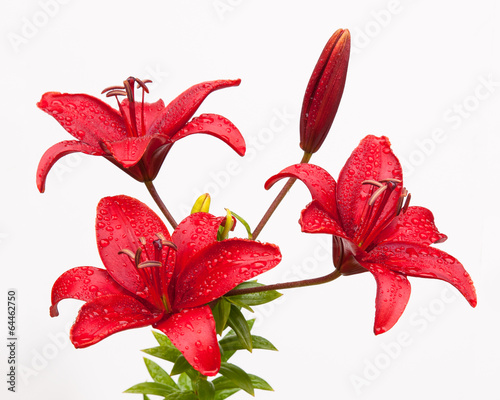 Red lilies photo