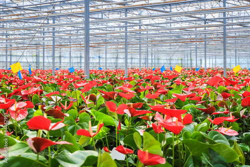 Fototapeta Naklejka Na Ścianę i Meble -  greenhouse flower plant