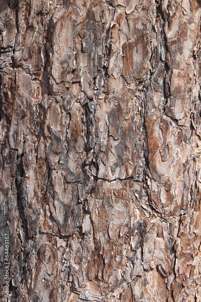 Tree bark texture. Tree bark texture.