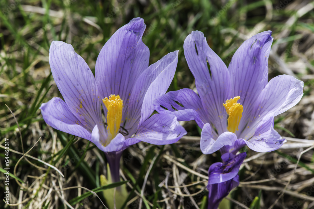 Fototapeta premium Blue crocus