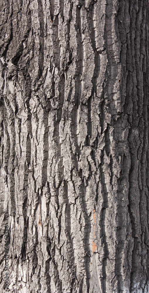 Obraz premium Tree bark texture.