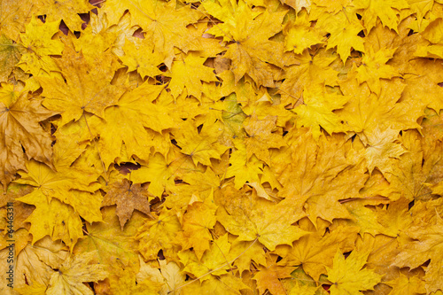 colorful background of yellow autumn leaves