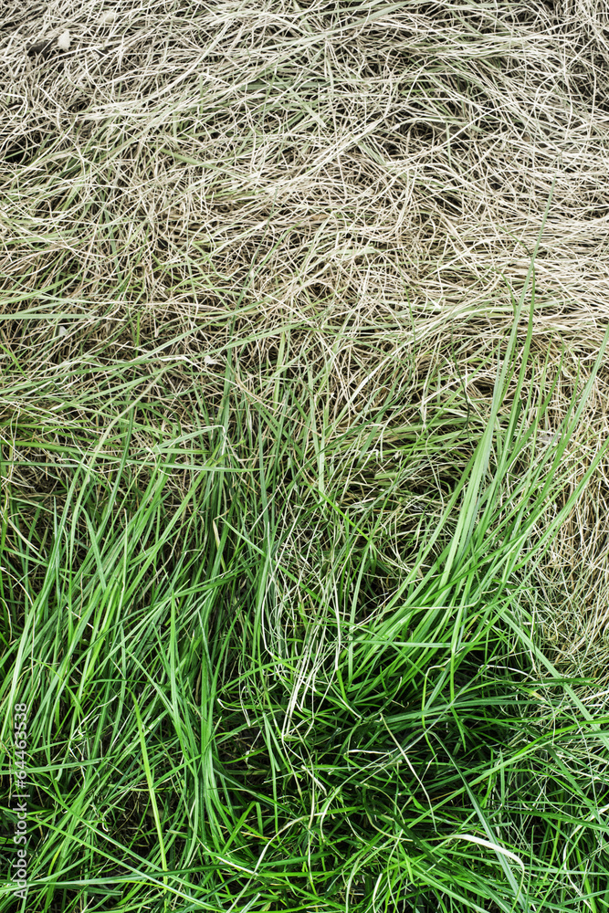 Fresh green grass and yellowed dry grass Fresh green grass and yellowed dry grass