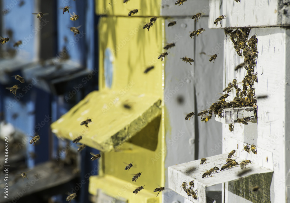 Swarm of bees fly to beehive Swarm of bees fly to beehive