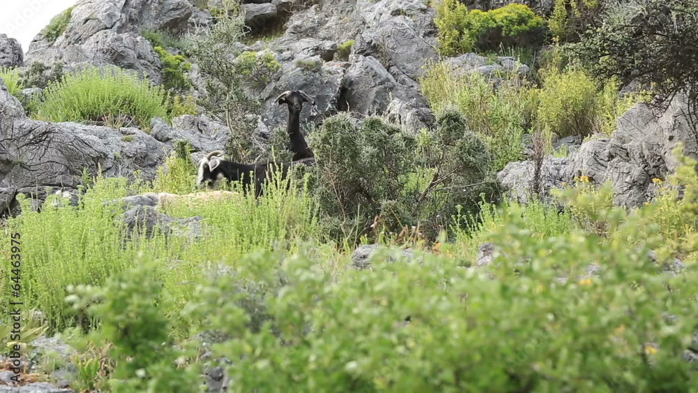 mountain goat flock feeding in nature