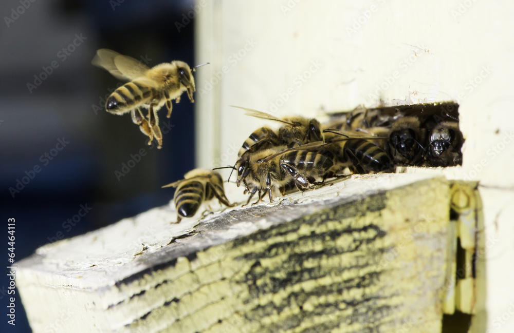 Bees entering the hive - obrazy, fototapety, plakaty 