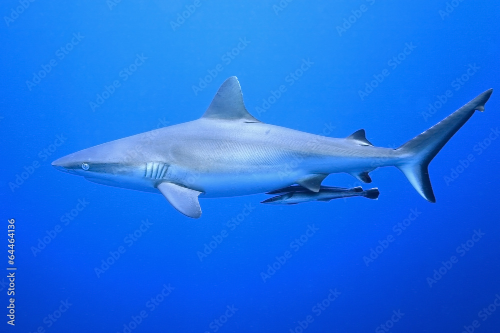 Naklejka premium Grey Reef Shark with Suckerfish