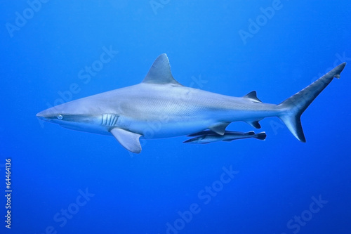 Grey Reef Shark with Suckerfish photo