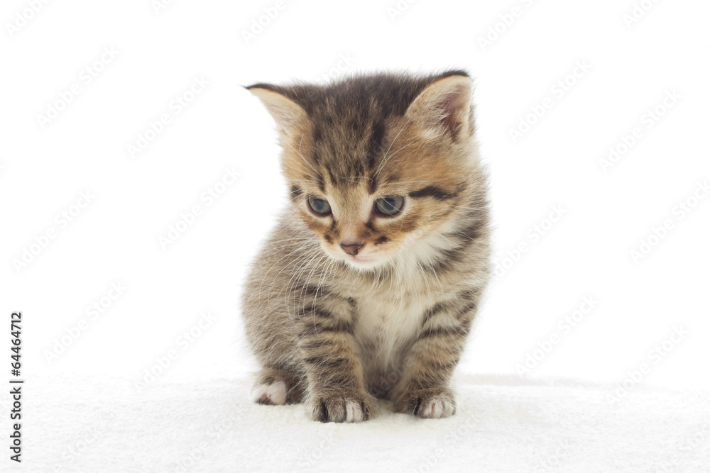 small striped kitten
