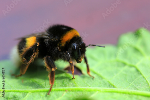 Detail of  bumble-bee © Kajano