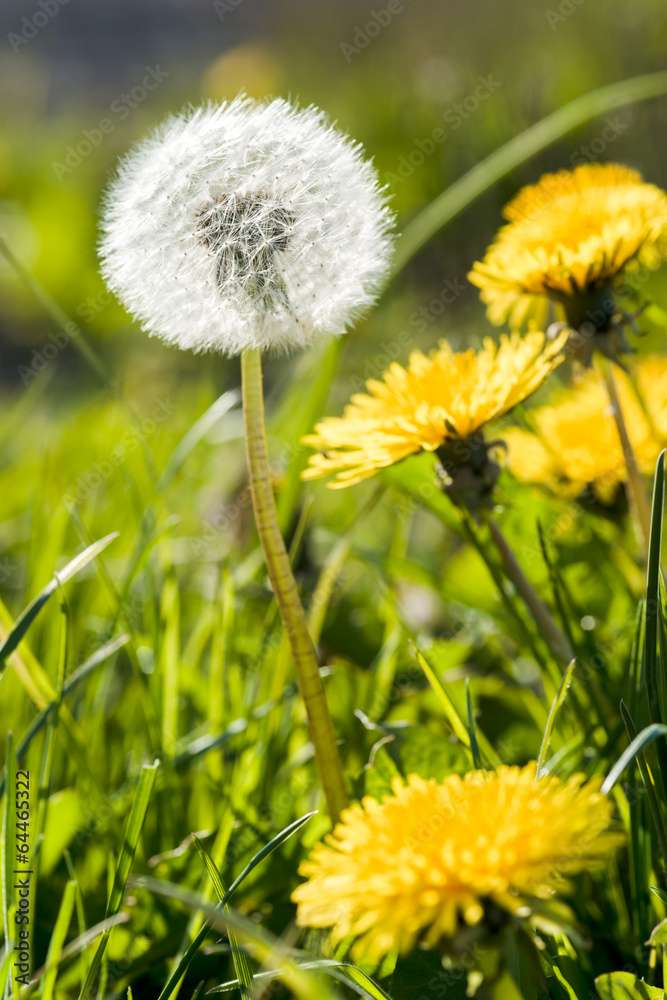 Beautiful white dandelion with seeds on meadow Beautiful white dandelion with seeds on meadow