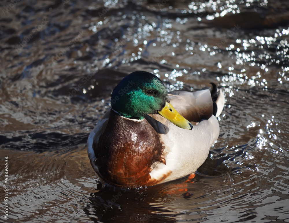 Fototapeta premium duck on the lake