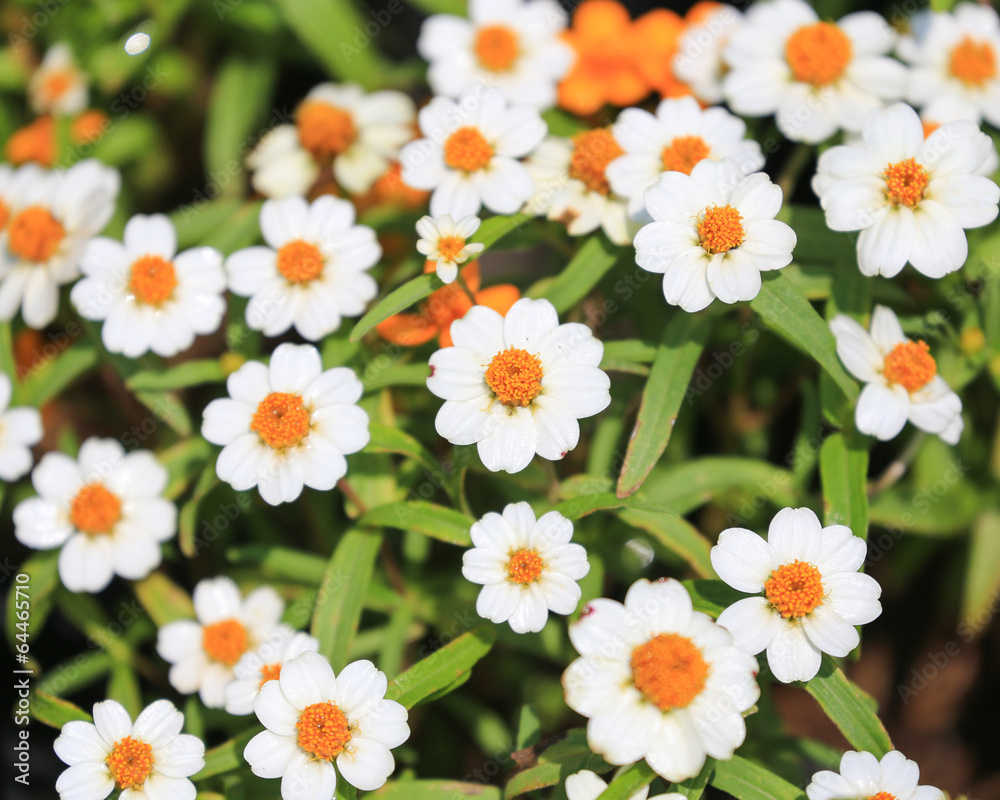 Fototapeta premium field of daisy flowers