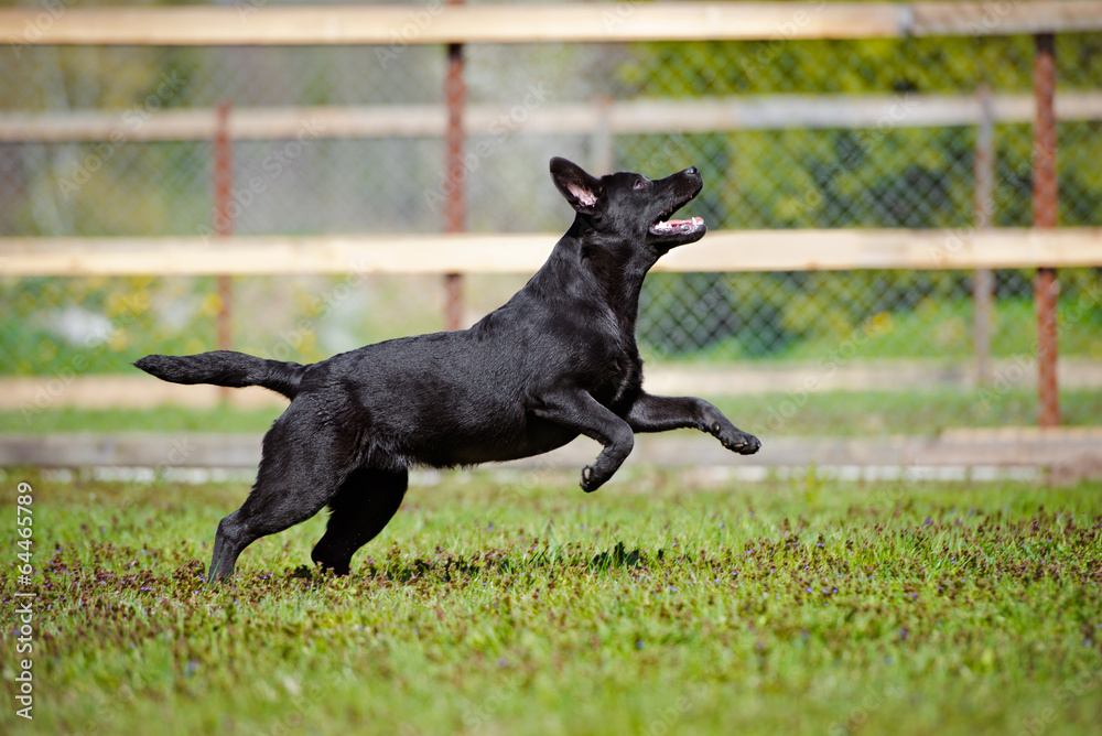 black active labrador retriever dog