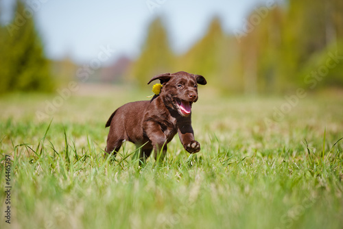 Fototapeta Naklejka Na Ścianę i Meble -  adorable puppy running outdoors