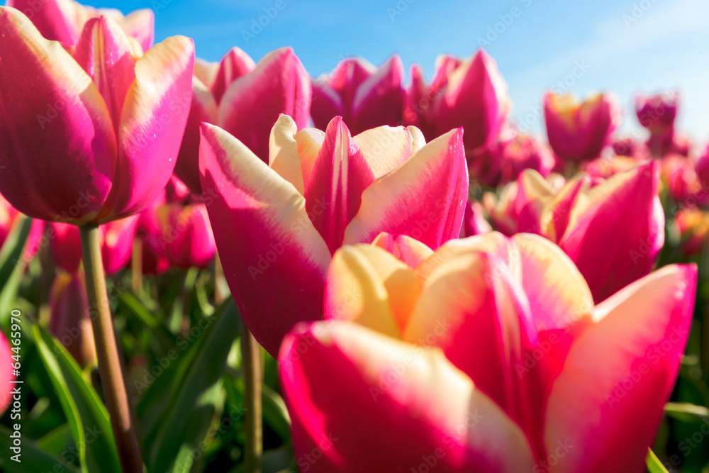Tulips an fields in spring in the Netherlands. Tulips an fields in spring in the Netherlands.