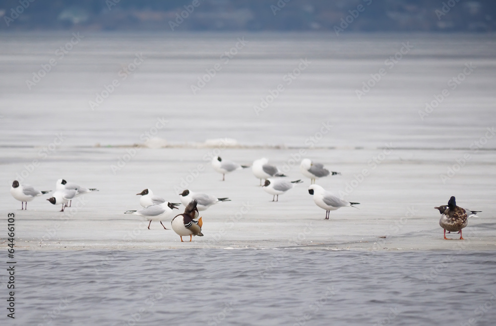 Mandarin duck with birds on the lake Mandarin duck with birds on the lake