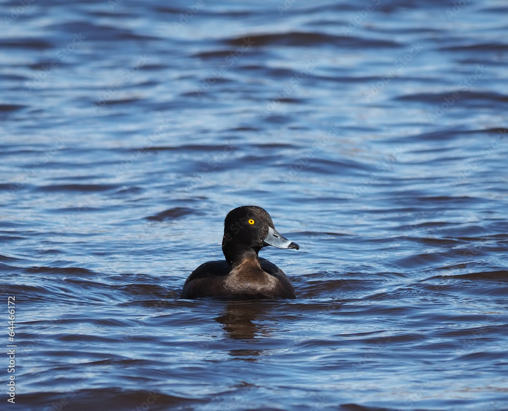 Tufted duck, Aythya fuligula