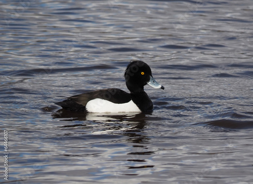 Tufted duck, Aythya fuligula