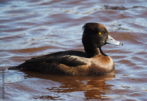 Tufted duck, Aythya fuligula