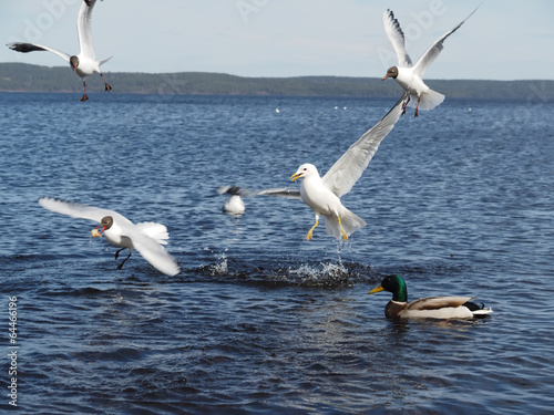 Gulls and duck in fight for food