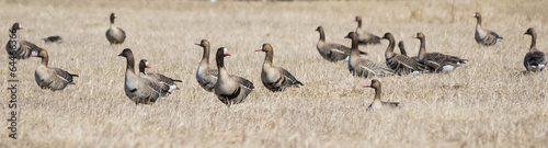 Fotografia, Obraz wild geese in the field