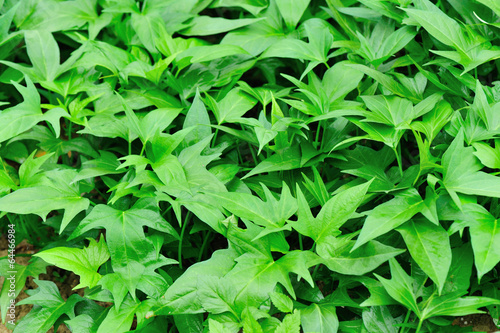 sweet potato crops grow in garden 